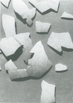 Fragments coquille de d'oeuf